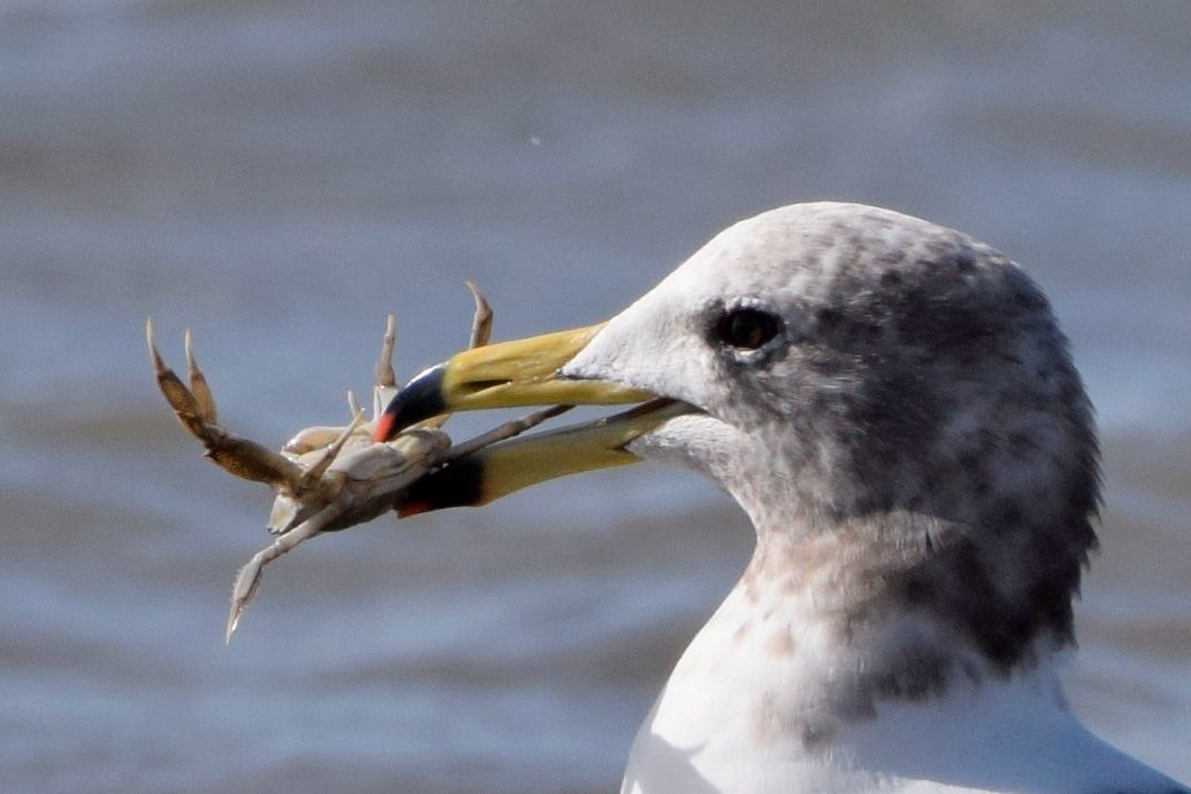 Gaviota cangrejera